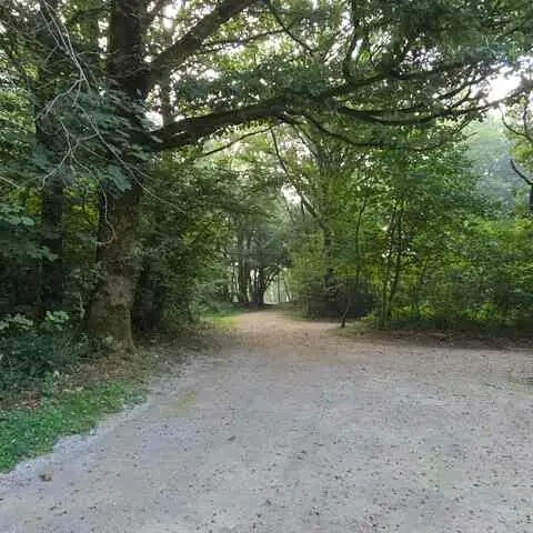 Le chemin forestier qui mène au chalet